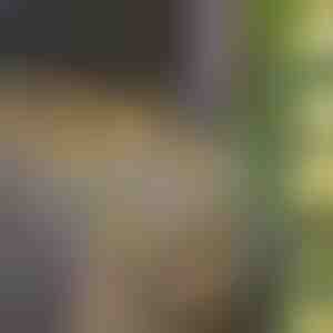 Solární světýlka s umělými listy břečťanu (5 m) | LEAFGLO