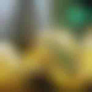 Svítící vánoční stuha (500 cm) | SHINESTRAP 1+1 ZDARMA