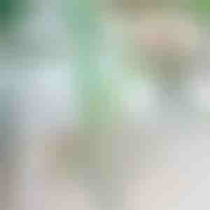 Zarážka pro rostliny proti pádu | ROOTZI