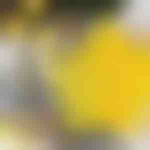 Vykrajovátka ve tvaru hvězdy (6ks) | STARCUTS