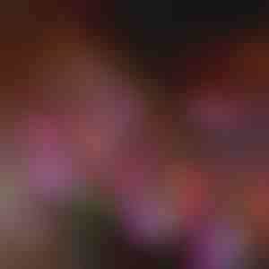 Solární zahradní květinová světla | BLOSSUN